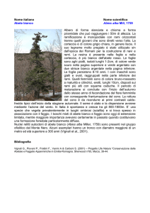 Nome italiano Nome scientifico Abete bianco Abies alba Mill, 1759