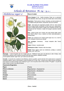 SCHEDA N. 24 Helleboro Niger