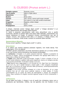 IL CILIEGIO - Scuole Cornate