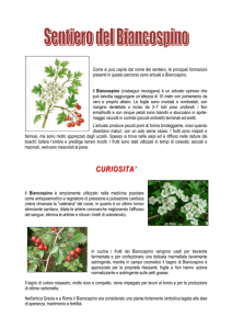 sentiero biancospino