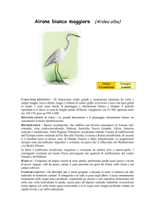 Airone bianco maggiore (Ardea alba)