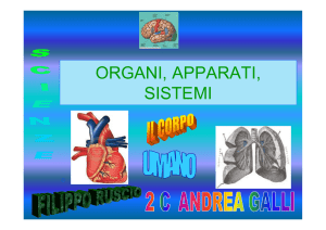 organi, apparati, sistemi