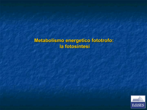 Fotosintesi