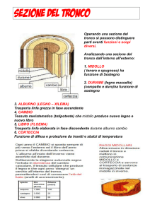 Sezione del tronco: diagramma e funzioni