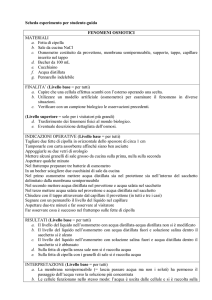 Scheda_OSMOSI_per_guide - BergamoScienza Liceo Mascheroni