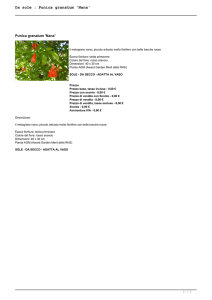 Da sole : Punica granatum `Nana`