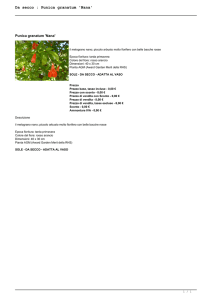 Da secco : Punica granatum `Nana`