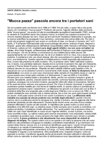 "Mucca pazza" pascola ancora tra i portatori sani