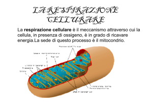 La respirazione cellulare