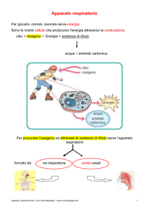 Apparato respiratorio