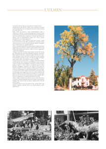 Visualizza il poster 7 "L`Ulmin"