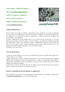 Nome comune: CERIANTO (Inglese: ) Specie: Cerianthus
