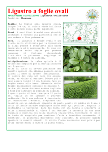 Ligustro a foglie ovali