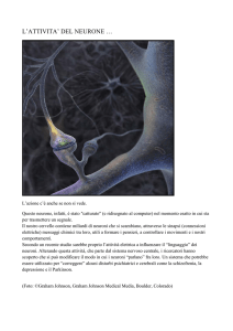 il neurone - Comobrain