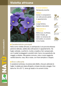 Violetta africana