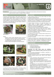 Erwinia - Morel Diffusion