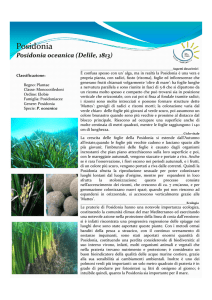 Posidonia - AMP Punta Campanella