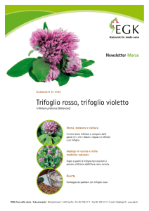 Trifoglio rosso, trifoglio violetto