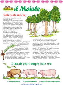 Maiale - Terranostra Lombardia