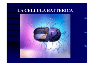 2 STRUTTURA CELLULA BATTERICA [modalità