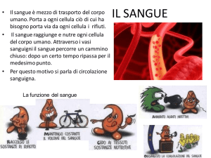 l`apparato cardiocircolatorio