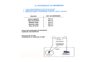 Potenziale d`azione
