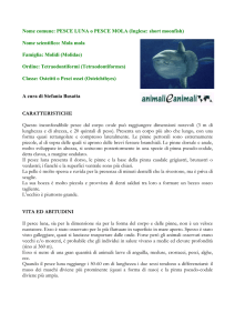 pesce luna o mola - Animali e Animali