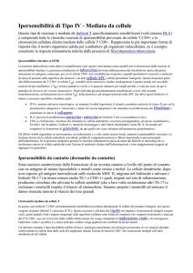 Ipersensibilità di Tipo IV - Mediata da cellule