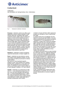 Collemboli - Anticimex