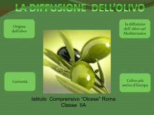 la diffusione dell`olio oliva