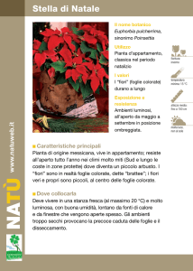 Stella di Natale
