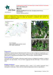 Maonia - Info Flora