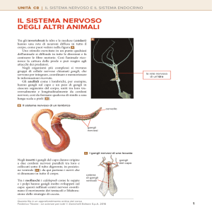 il sistema nervoso degli altri animali