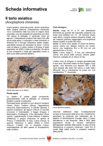 Anoplophora chinensis scheda informativa