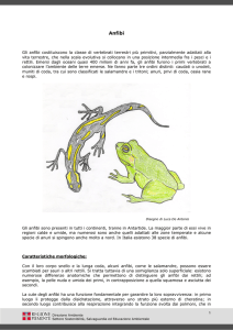 Anfibi - Regione Piemonte
