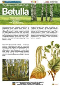 Le betulle sono alberi a fogliame caduco che si