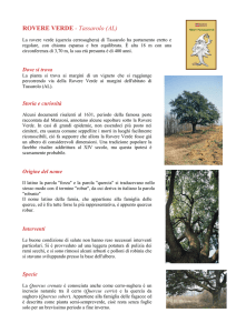La Rovere Verde - Comune di Tassarolo