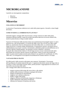 MICRORGANISMI Micorrize