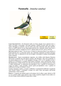 PAVONCELLA (Vanellus vanellus)