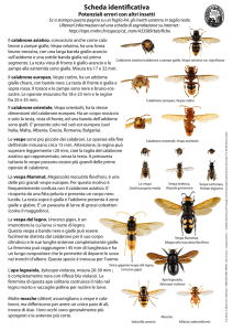 Scheda identificativa