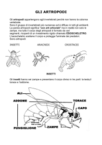 gli artropodi - Scuole Paradiso