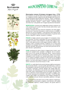 Biancospino comune (Crataegus monogyna Jacq