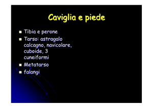 Caviglia e piede