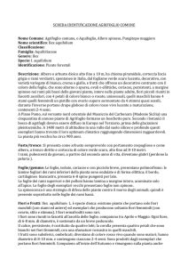 SCHEDA`IDENTIFICAZIONE`AGRIFOGLIO`COMUNE`