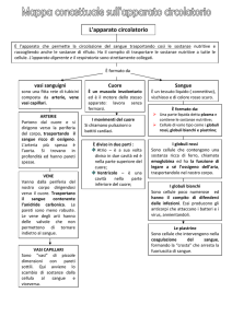 L`apparato circolatorio