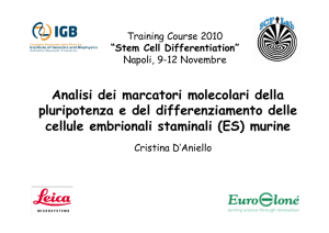 Analisi dei marcatori molecolari della pluripotenza e del - IGB-CNR