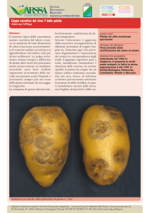 Ceppo necrotico del virus Y della patata