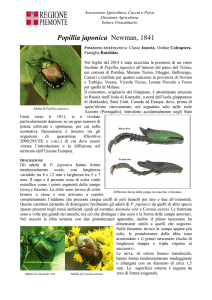 Scheda Popillia japonica - Parco del ticino e del lago Maggiore