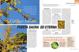 PIANTA SACRA ED ETERNA