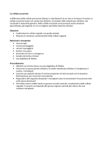 La cellula - ITT Terni